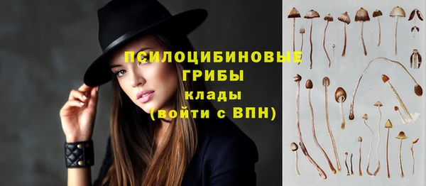 прущие грибы Аркадак
